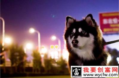 给阿拉斯加吃什么可以美毛？