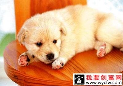 防止狗狗掉毛的办法都有哪些?