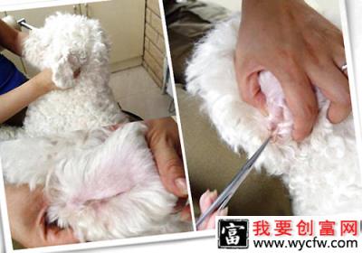 【美容攻略】怎样帮小型犬清理耳道