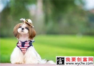 长毛犬易打结的处理方法