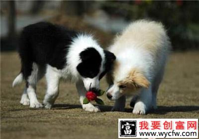 边境牧羊犬怎么养