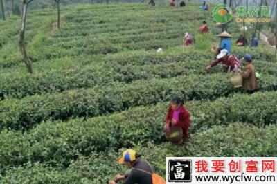 茶林征收怎么补偿？每亩地补多少钱？