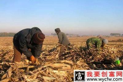 网上粮补查询怎么查？哪些情况领不到粮补？