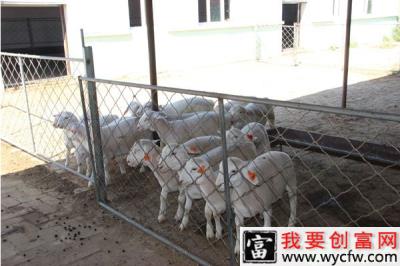 圈养100只羊一年国家补助多少？申请需准备哪些材料？