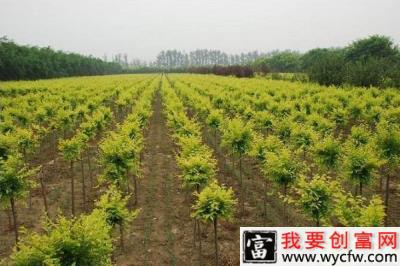 河南农业种植补贴有哪些？补贴标准是多少？