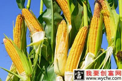 玉米全程机械化种植要花费多少钱？国家给多少补贴？