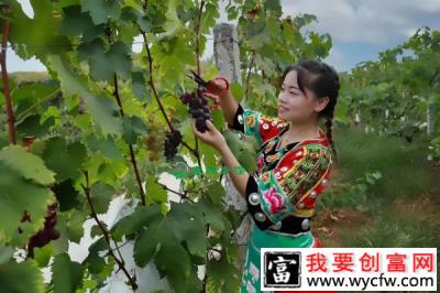 村里姑娘，搭增收桥梁—唐美