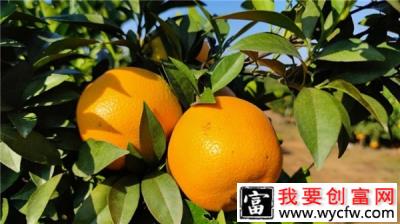 培训学员曾祥利：80后大学生村官学电商 村民致富有了带头人