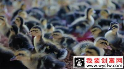 禽苗界的“董明珠”，靠这两个字一年卖了600万