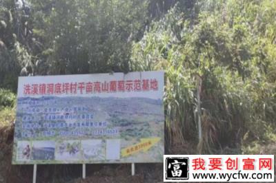 这位书记不简单，他用一颗小小葡萄撑起了一条产业链！