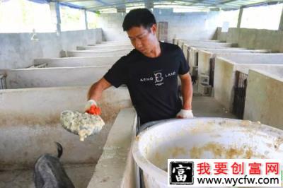 打工男子返乡创业养藏香猪，“拱”开致富门！