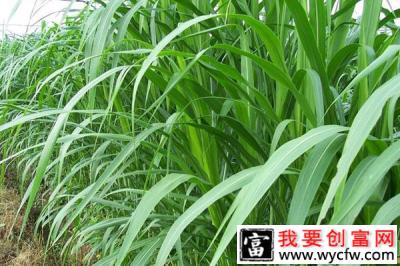 农村种植甜象草，一吨卖能500元，80亩能挣120万！