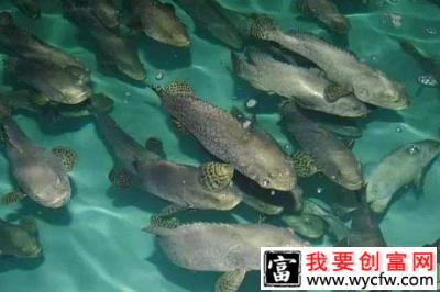 石斑鱼致富案例