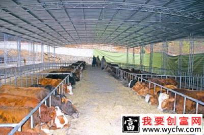 肉牛养殖发展规模