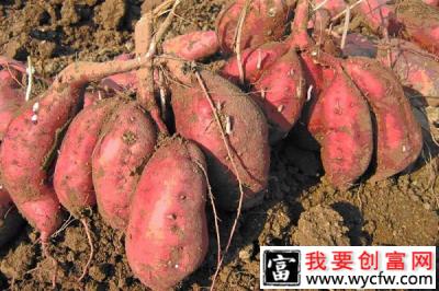 红薯价格多少钱一斤?2019年种植红薯赚钱吗?