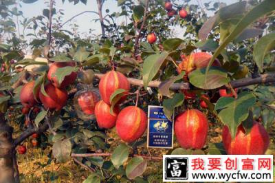 他不种畅销的苹果，而是选了“梨族新秀”，现年入20万！