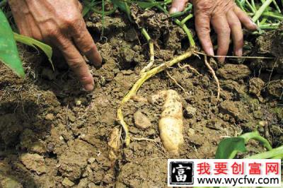 陕西一农户靠种植红薯，年收入达十几万！他是如何做到的？
