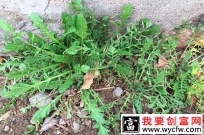 农民在花盆里种上野菜，成为市场“新宠”，每天利润上千元