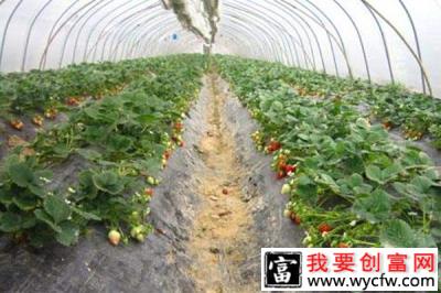 农民租用20亩大棚种植草莓，预计利润可达60万元！
