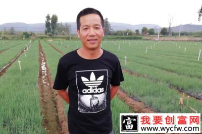 香葱种植致富项目