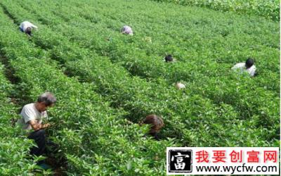 90后小伙回乡种辣椒，带领乡亲们脱贫致富！
