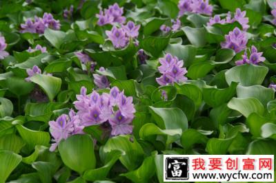 农村害草水葫芦变致富“宝草”，果然农村处处是商机啊！