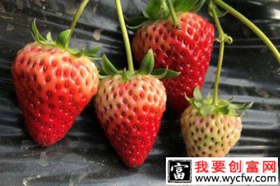 农村致富脱贫故事：草莓种植助他脱贫致富路上唱凯歌