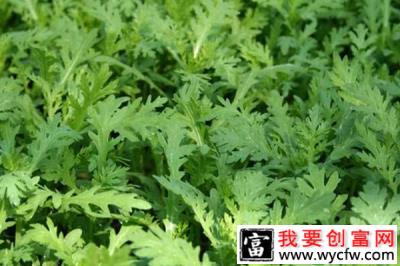 农村这种野菜被誉为“皇帝菜”，食用价值高，现已成火锅必备菜！