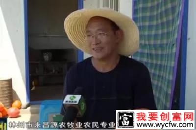 林州一建筑技术员跨界种南瓜，成功开启致富门！