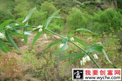 秦安七旬老汉靠种植黄精，成为了村里的致富红人！