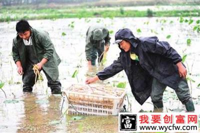 80后农民藕田套养小龙虾致富，他的致富摸索之路很值得一看