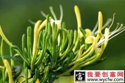 2018年种植什么中药材最赚钱？利润高好种植？（附未来5年稀缺药材）