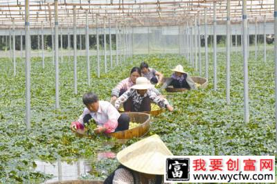 菱角大棚栽培