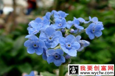 山里一种叫“狗屎花”的野草，竟有驱鼠的作用，市场价高达上百元！