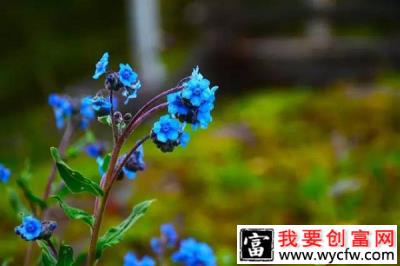 山里一种叫“狗屎花”的野草，竟有驱鼠的作用，市场价高达上百元！