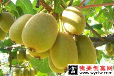 农户种植红心猕猴桃，市场价一斤30元，摇身一变成富农
