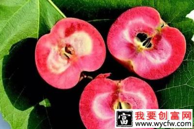 红色果肉的苹果你吃过吗？有人种它一斤卖100元！（附栽培技巧）