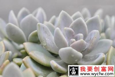 萌宠多肉种植前景分析
