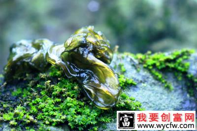 地皮菜多少钱一斤？晒干的野生地皮菜价格高达100元每斤（附种植技巧）