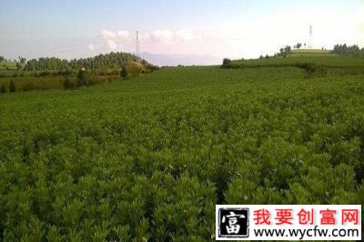 农民种植这种产量低、风险少的农作物，一年也能赚四十几万！