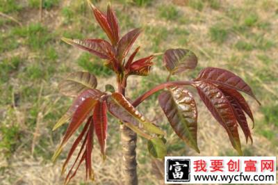 农村种植香椿赚钱吗？香椿种植前景及利润分析