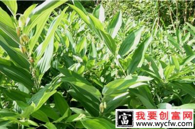 黄精多少钱一斤？种植黄精赚钱么？黄精种植前景分析