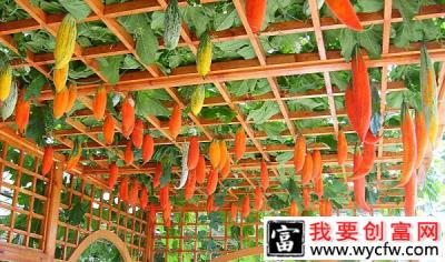 长得像老鼠还能变色？亩产上万的老鼠瓜，你敢种植吗？