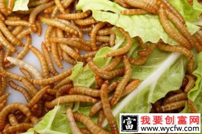 养殖黄粉虫年入几十万，黄粉虫怎么养？