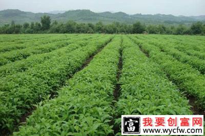 她通过种植中药材，带领村民共同致富