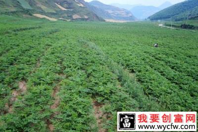 她通过种植中药材，带领村民共同致富