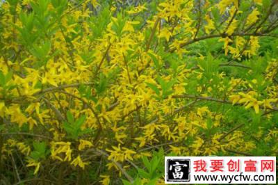 金融系高材生种植连翘，一年净赚12万