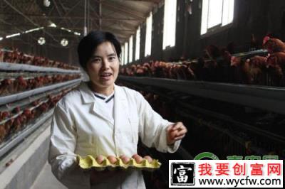 市场缺的不是鸡蛋，而是品牌鸡蛋
