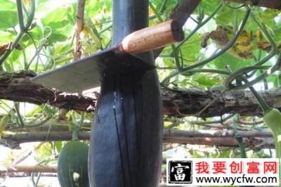 砍瓜种植