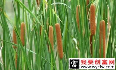 毛蜡烛种植